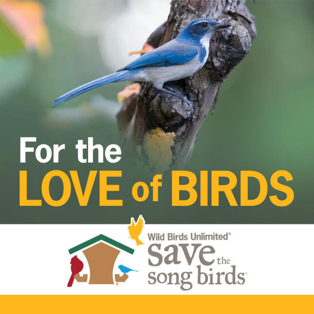 For the Love of Birds - Save the Songbirds