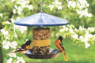Baltimore Orioles on Seed Cylinder