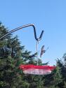 Hummingbird on Feeder